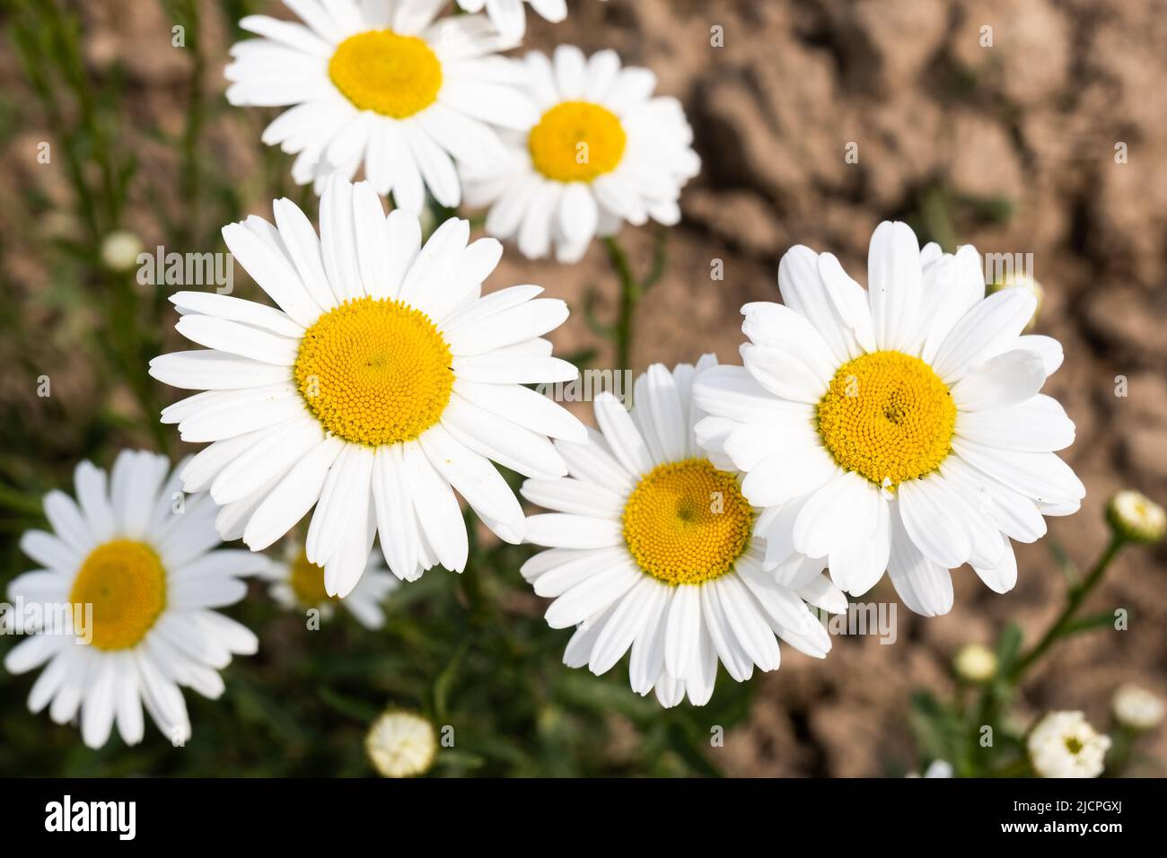 Chamomile or daisy flower on the green natural background Stock Photo