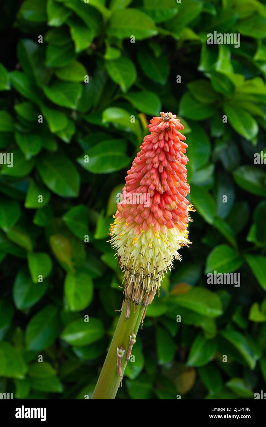 Kniphofia uvaria royal standard or toch lily in full bloom in the summer season Stock Photo