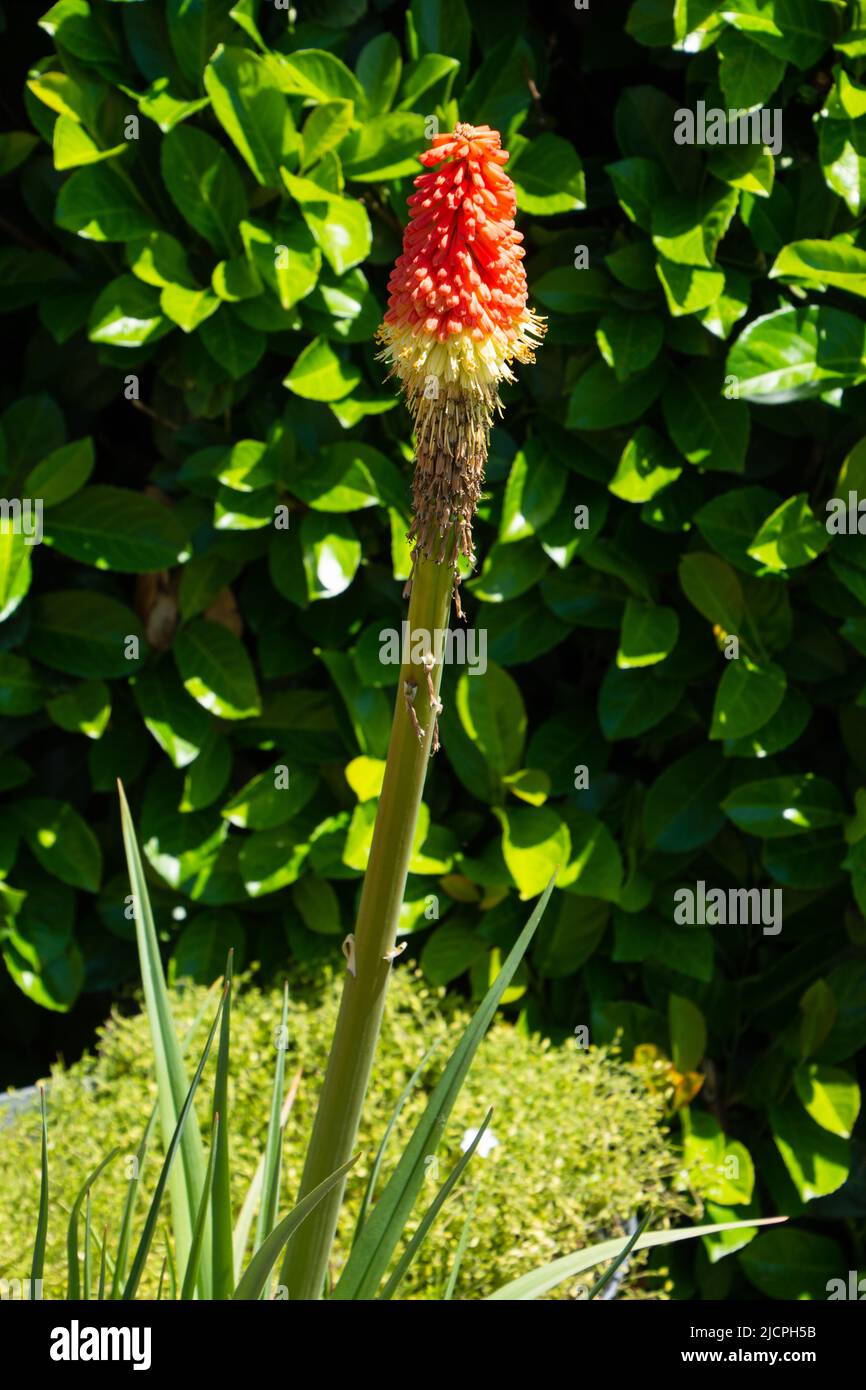 bright orange red yellow Kniphofia uvaria royal standard single beautiful flower Stock Photo