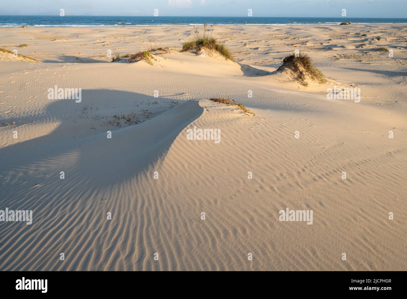 Uniola Sea Oats, Uniola paniculata, growing on the foredunes of South Padre ...