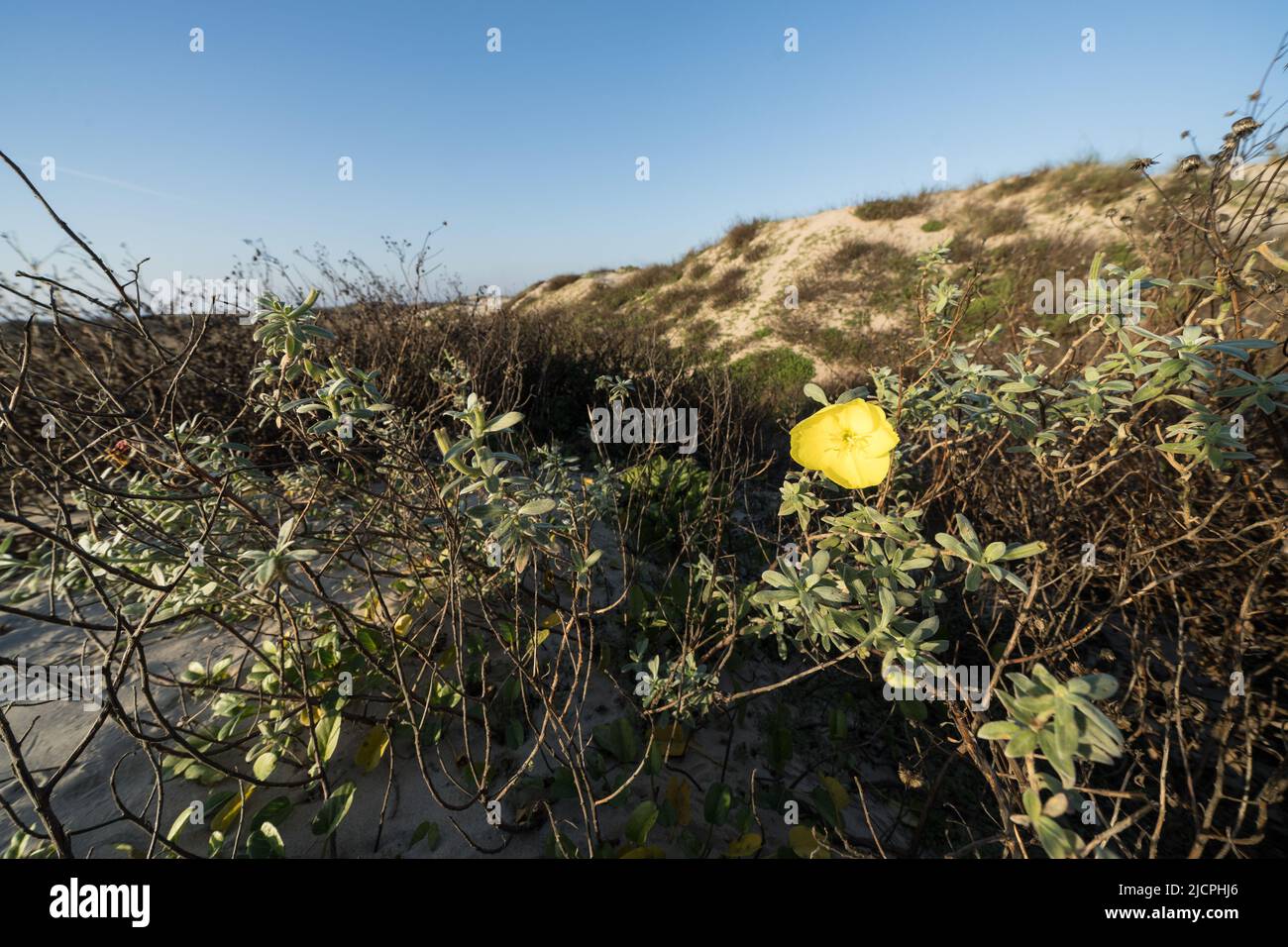 Beach Evening Primrose, Oenothera drummondii, blooming in the foredunes of South Padre Island, Texas. Stock Photo