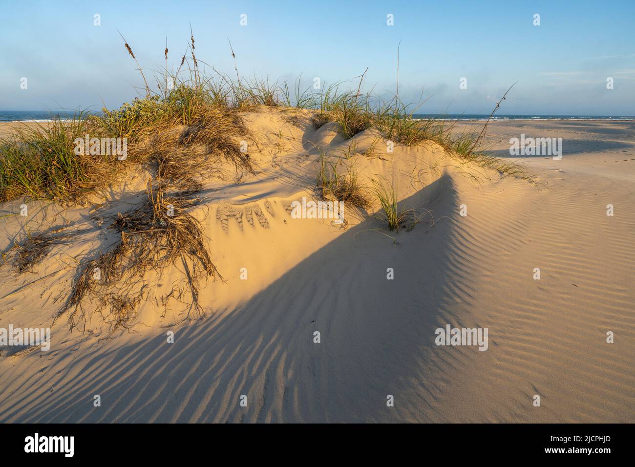 Uniola Sea Oats, Uniola paniculata, growing on the foredunes of South Padre ...