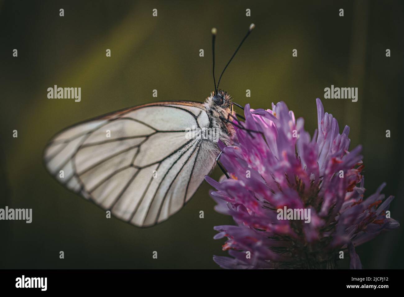 Black veined white butterfly sitting on a purple red clover Stock Photo