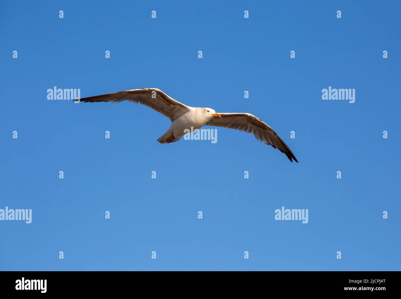 Seagulls are small to large seabirds, many of which also live inland for at least part of the year Stock Photo