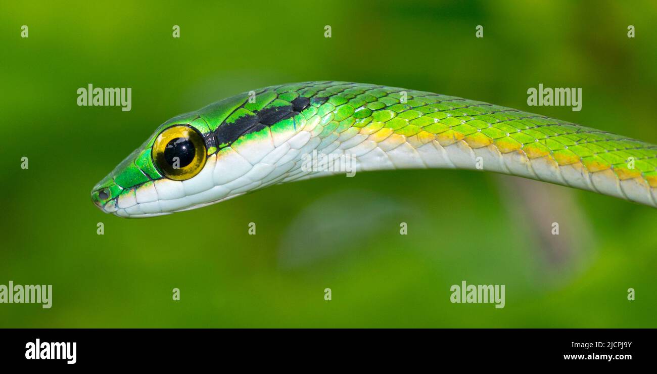 Parrot snake, Satiny Parrot Snake, Leptophis depressirostris, Tropical Rainforest, Corcovado National Park, Osa Conservation Area, Osa Peninsula, Cost Stock Photo