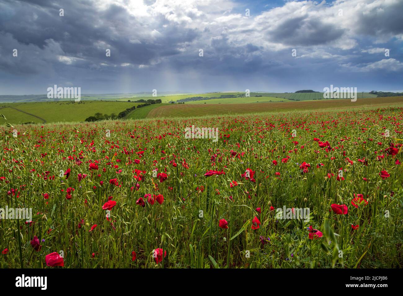 June Poppy fields on the south downs along Ditchling road Brighton south east England UK Stock Photo