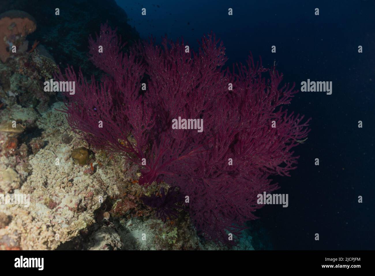 Coral reef and water plants at the Tubbataha Reefs, Philippines Stock Photo Alamy