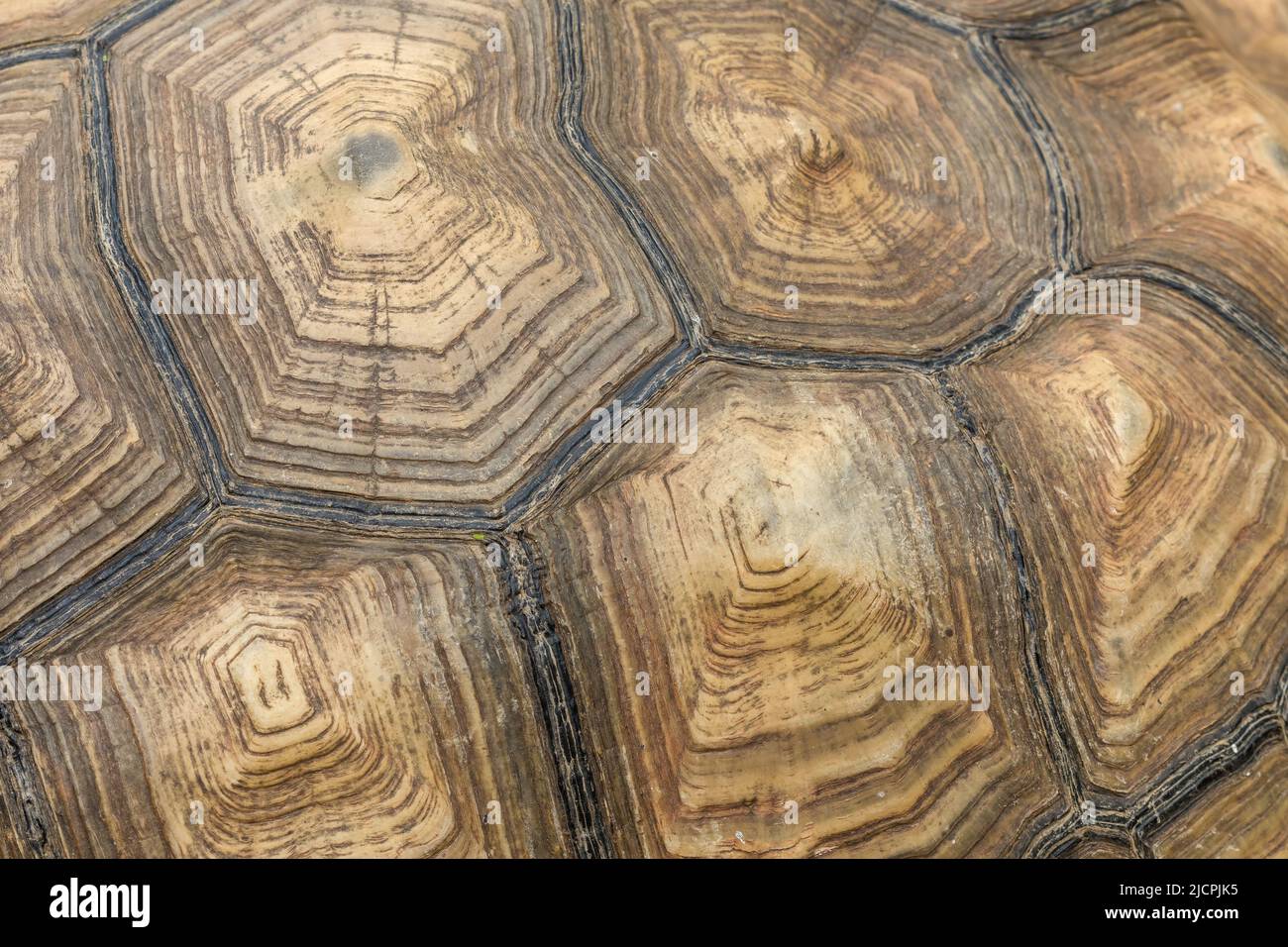 Detail of the carapace of an African Spurred or Sulcata Tortoise. South Padre Island Birding & Nature Center, Texas. Stock Photo