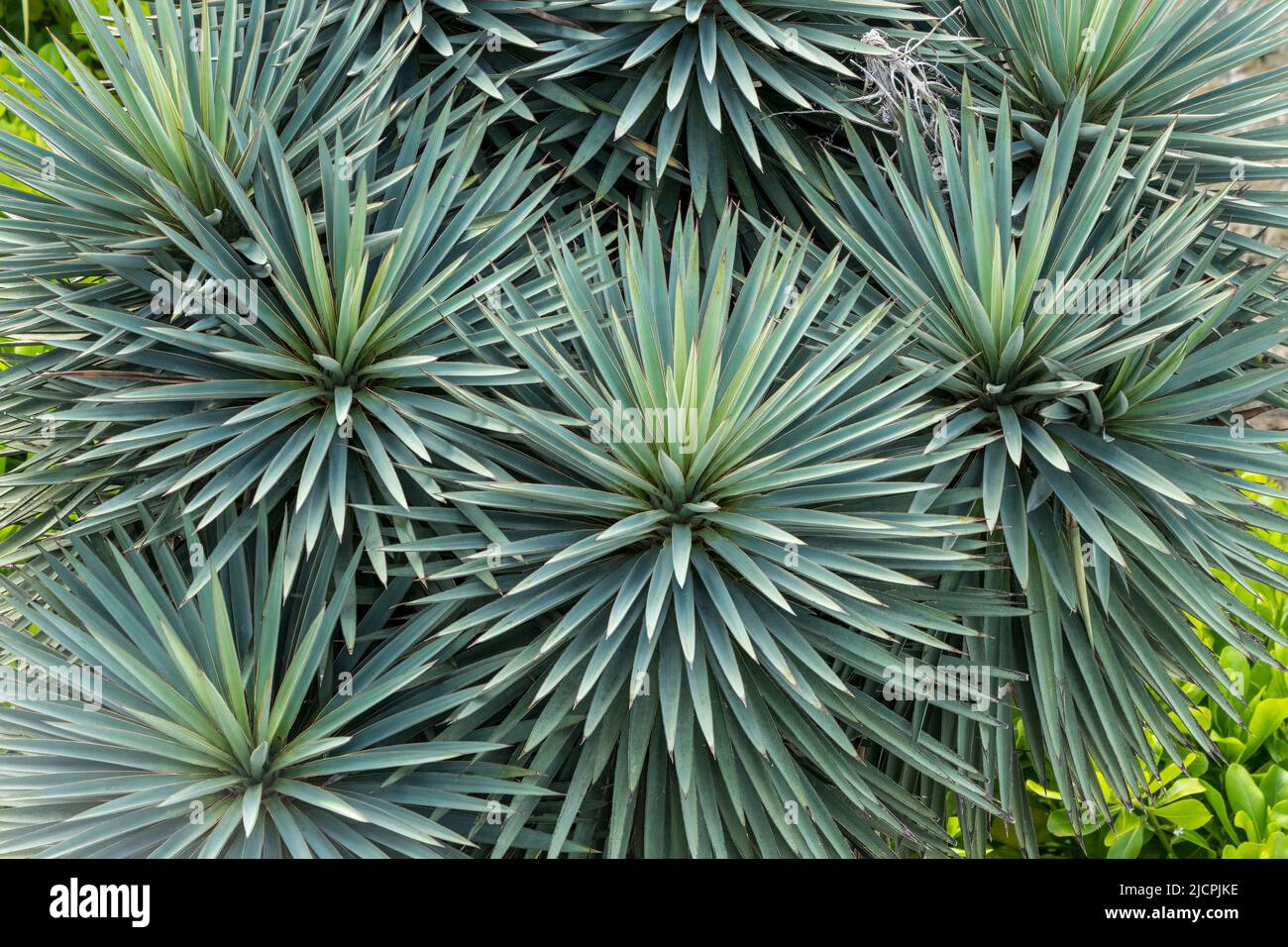 Spanish or Spanish Dagger, Yucca treculeana, at the South Padre