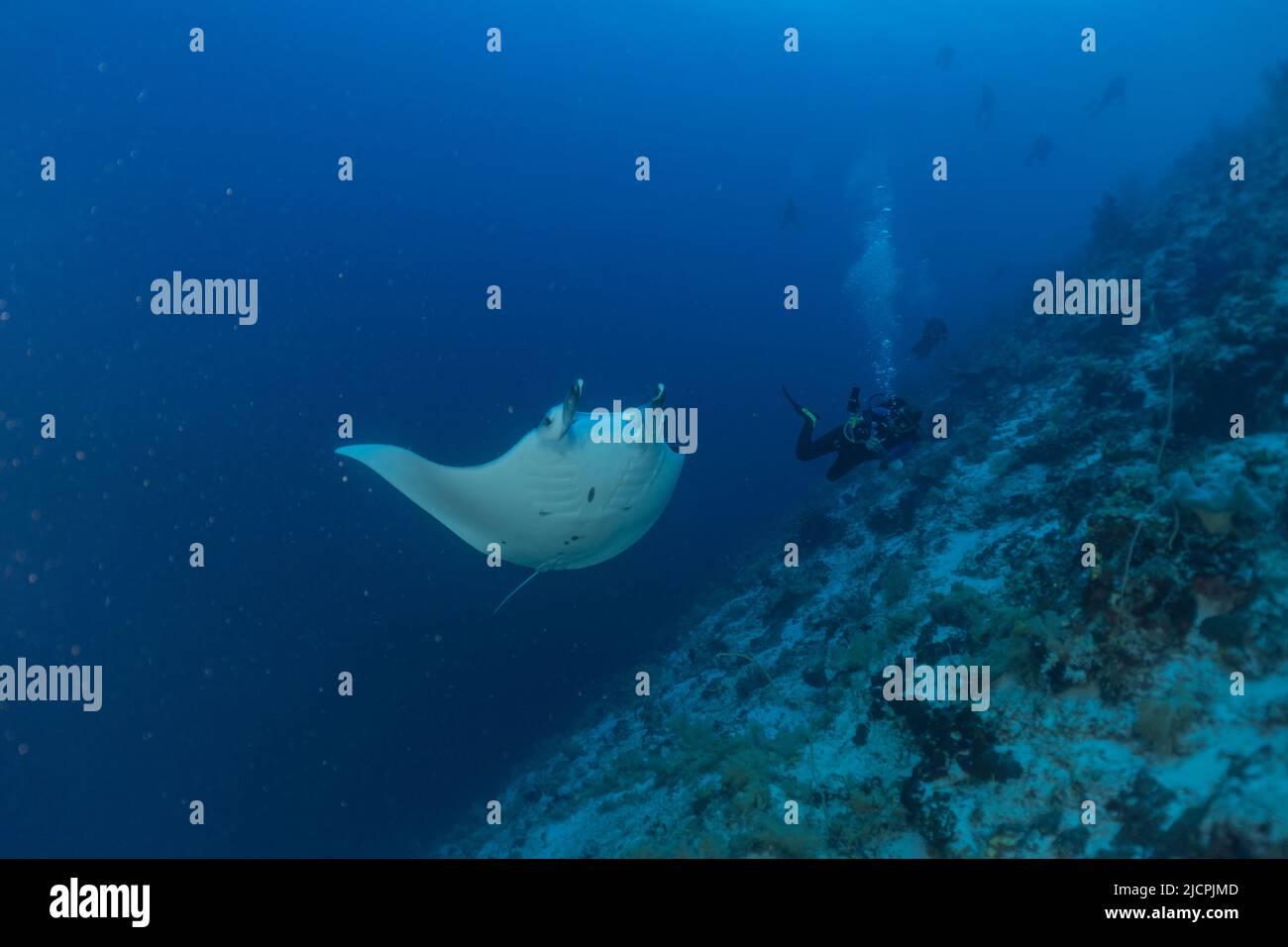 Manta Rays swim at the Tubbataha Reefs Philippines Amazing animal Stock