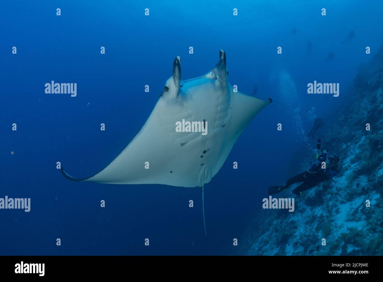 Manta Rays swim at the Tubbataha Reefs Philippines Amazing animal Stock