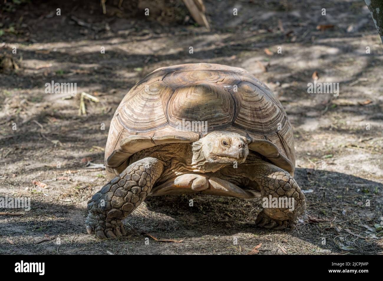 African Spurred Tortoise or Sulcata Tortoise, Centrochelyx sulcata, in the South Padre Island Birding & Nature Center, Texas. Stock Photo