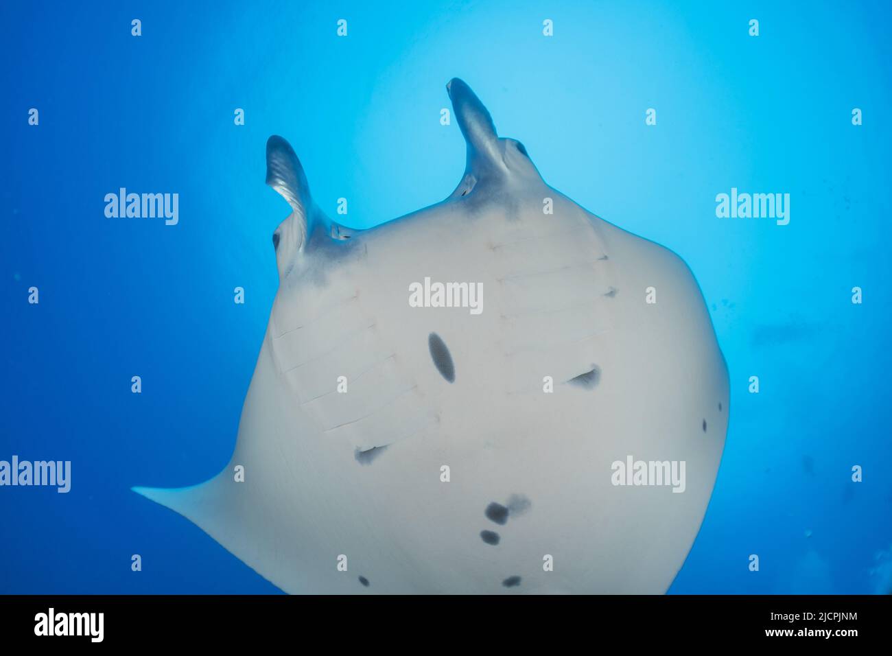Manta Rays swim at the Tubbataha Reefs Philippines Amazing animal Stock