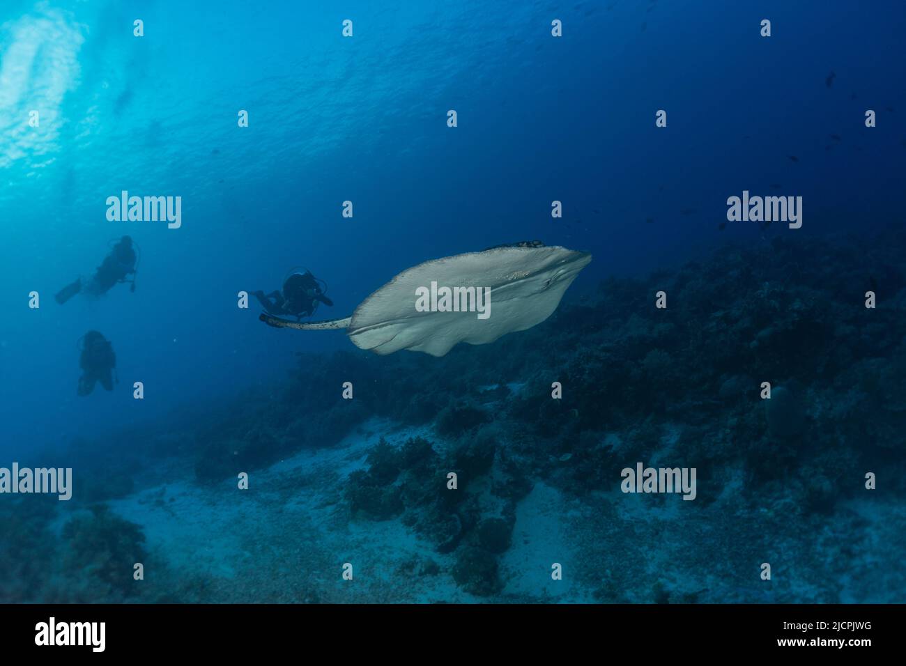 Manta Rays swim at the Tubbataha Reefs Philippines Amazing animal Stock