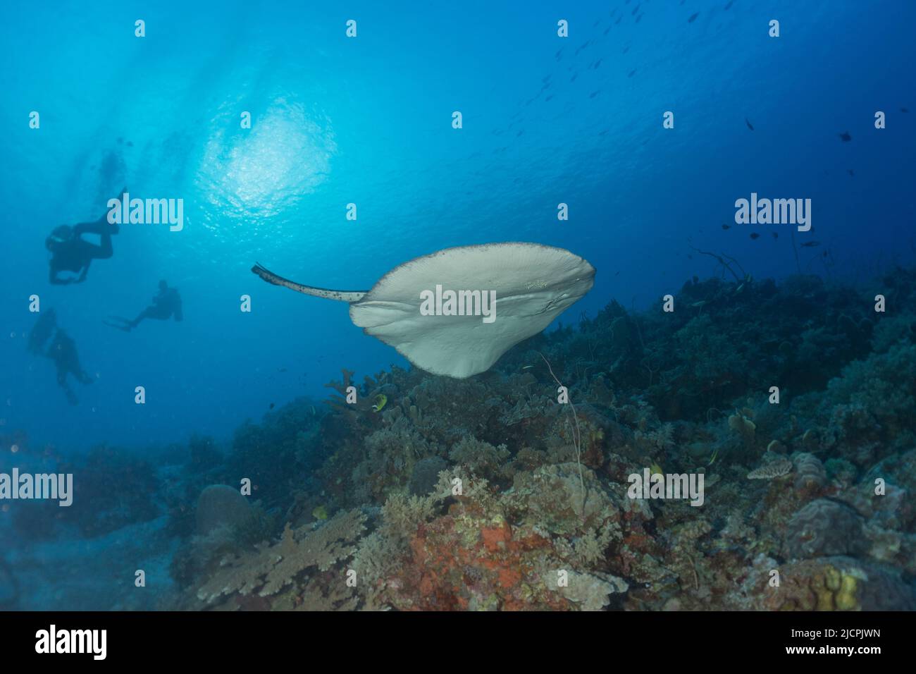 Manta Rays swim at the Tubbataha Reefs Philippines Amazing animal Stock