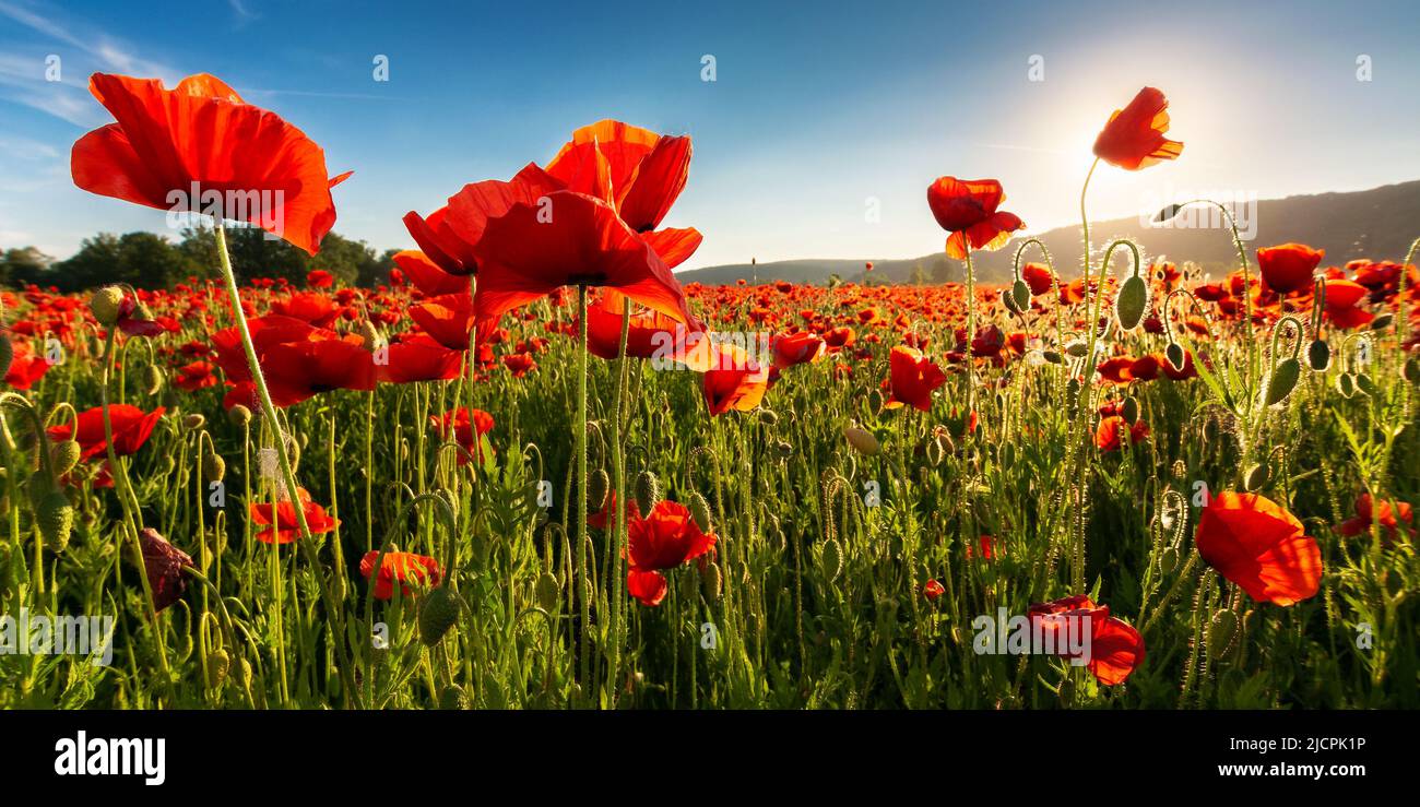field of blooming corn poppy on a sunny day. wonderful summer scenery in carpathian mountains. beautiful nature background with red flowers Stock Photo