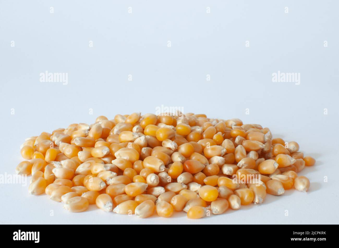 Group of yellow raw sweet corn kernels for popcorn, natural ripe maize seeds 'Zea Mays' with close-up view. Isolated on white background Stock Photo