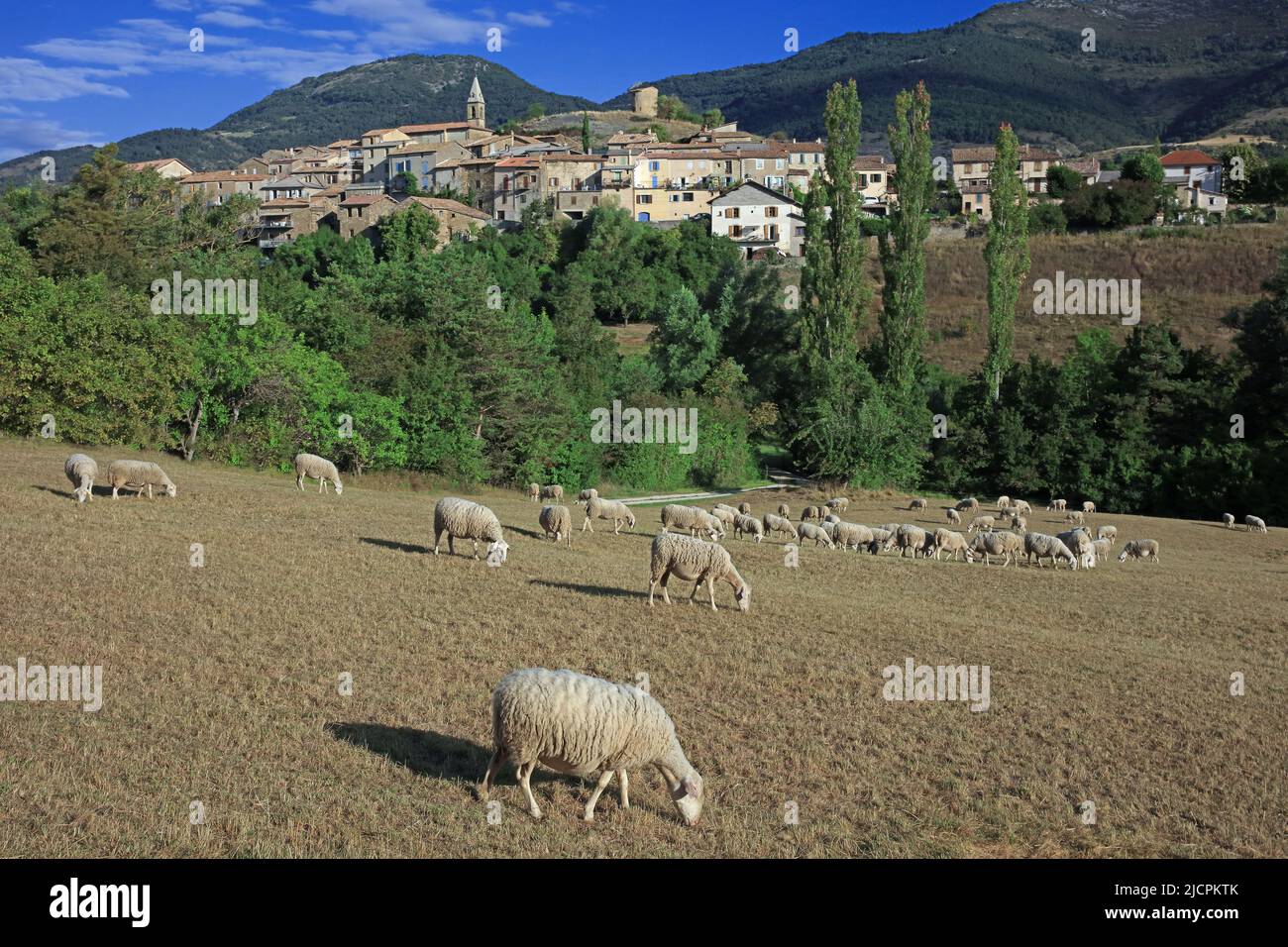 France, Hautes-Alpes L'Épine, perched village in the Buech valley, near Serres, flock of sheep Stock Photo