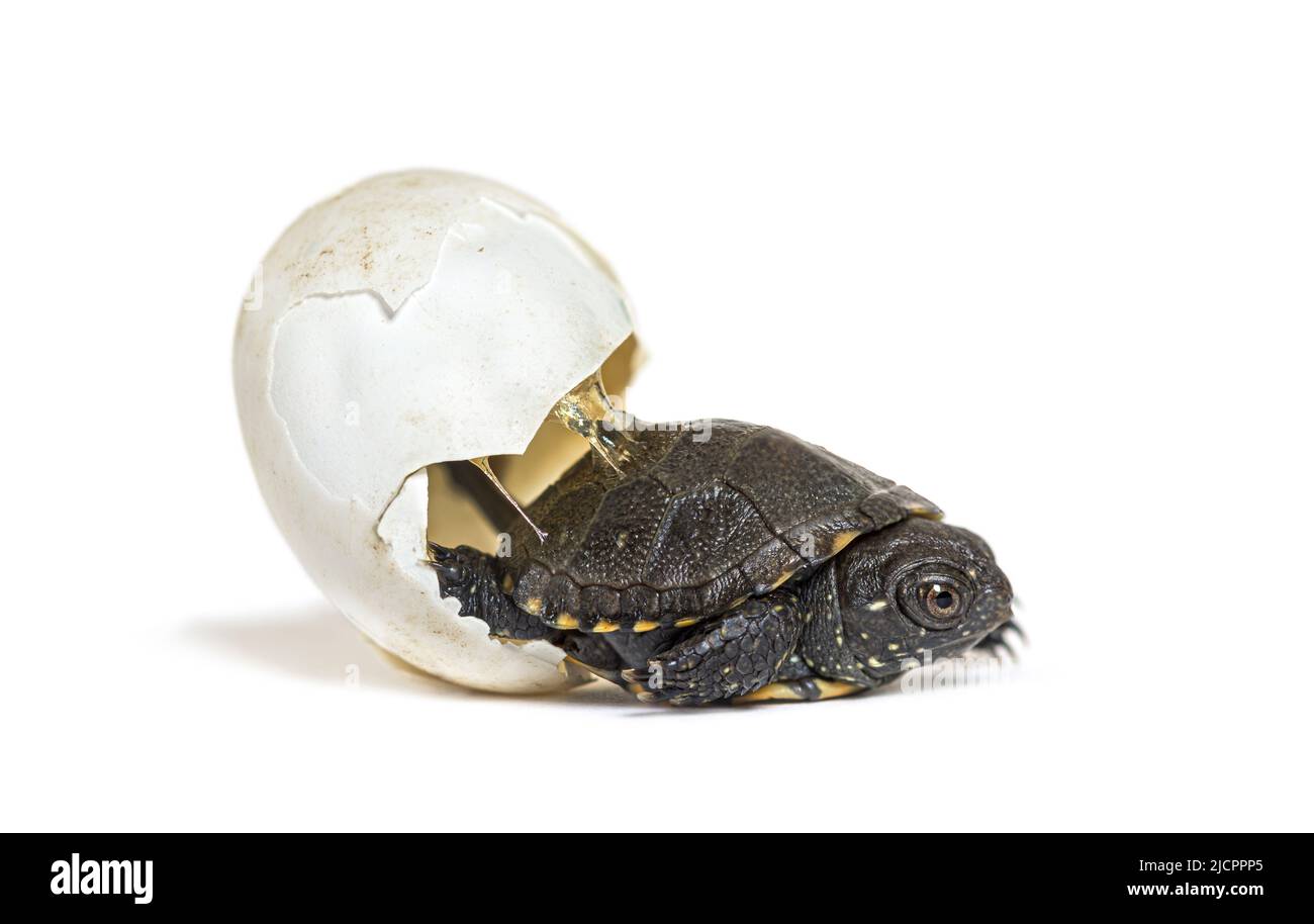 European pond turtle hatching from its egg, Isolated on white Stock