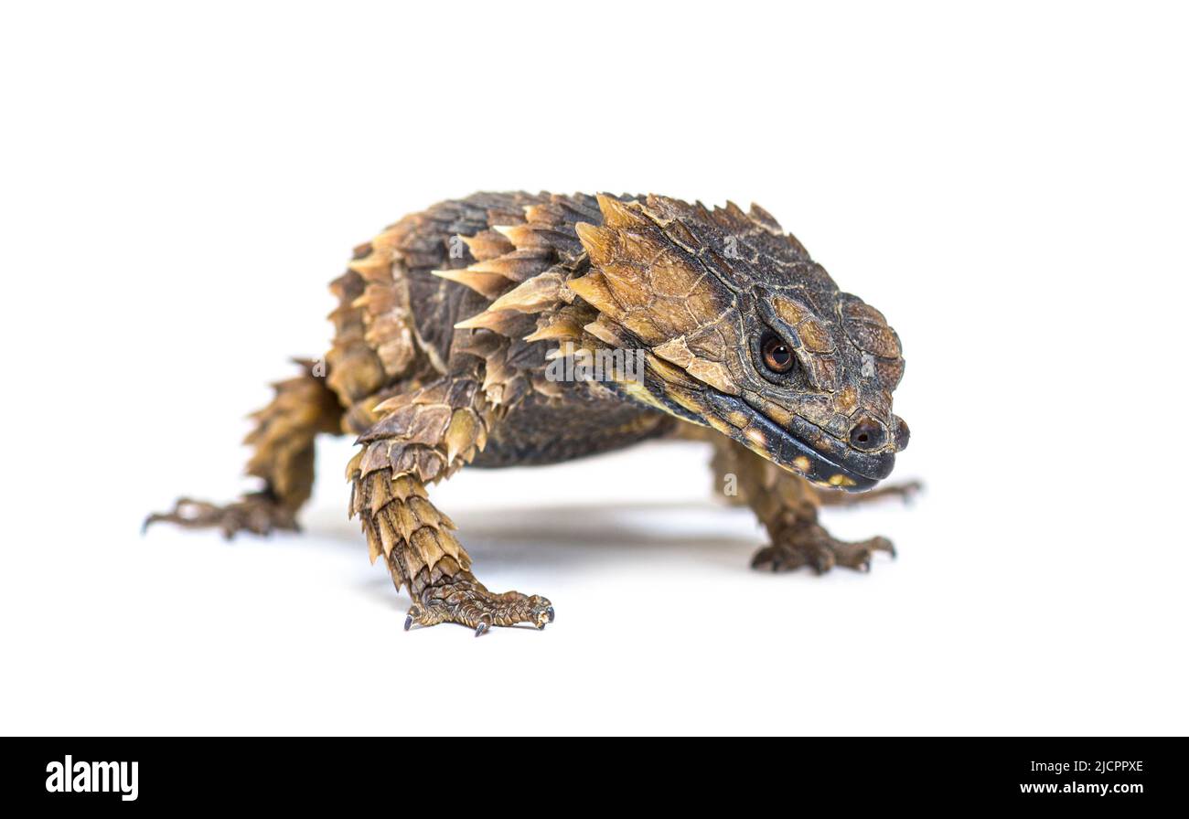 Armadillo Girdled Lizard Hi Res Stock Photography And Images Alamy