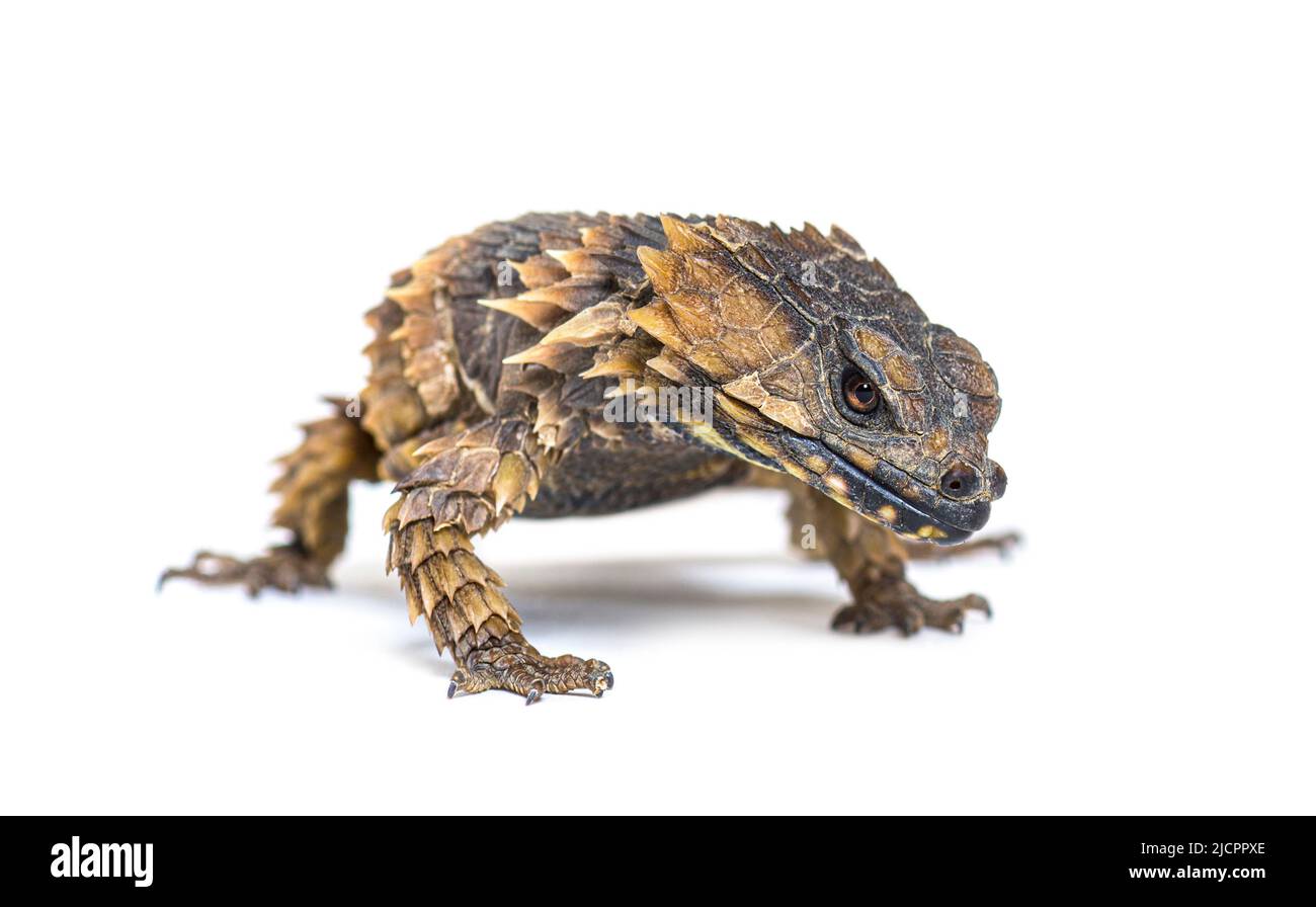 armadillo girdled lizard pet