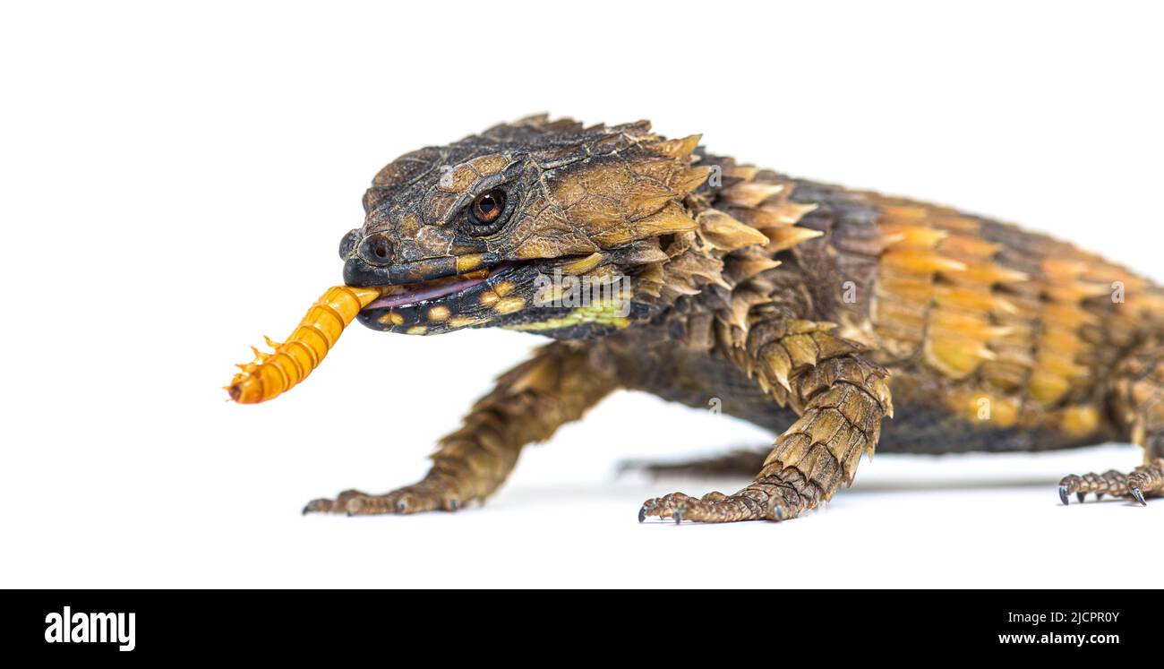 Armadillo girdled lizard eating a Mealworm, Ouroborus cataphractus Stock Photo