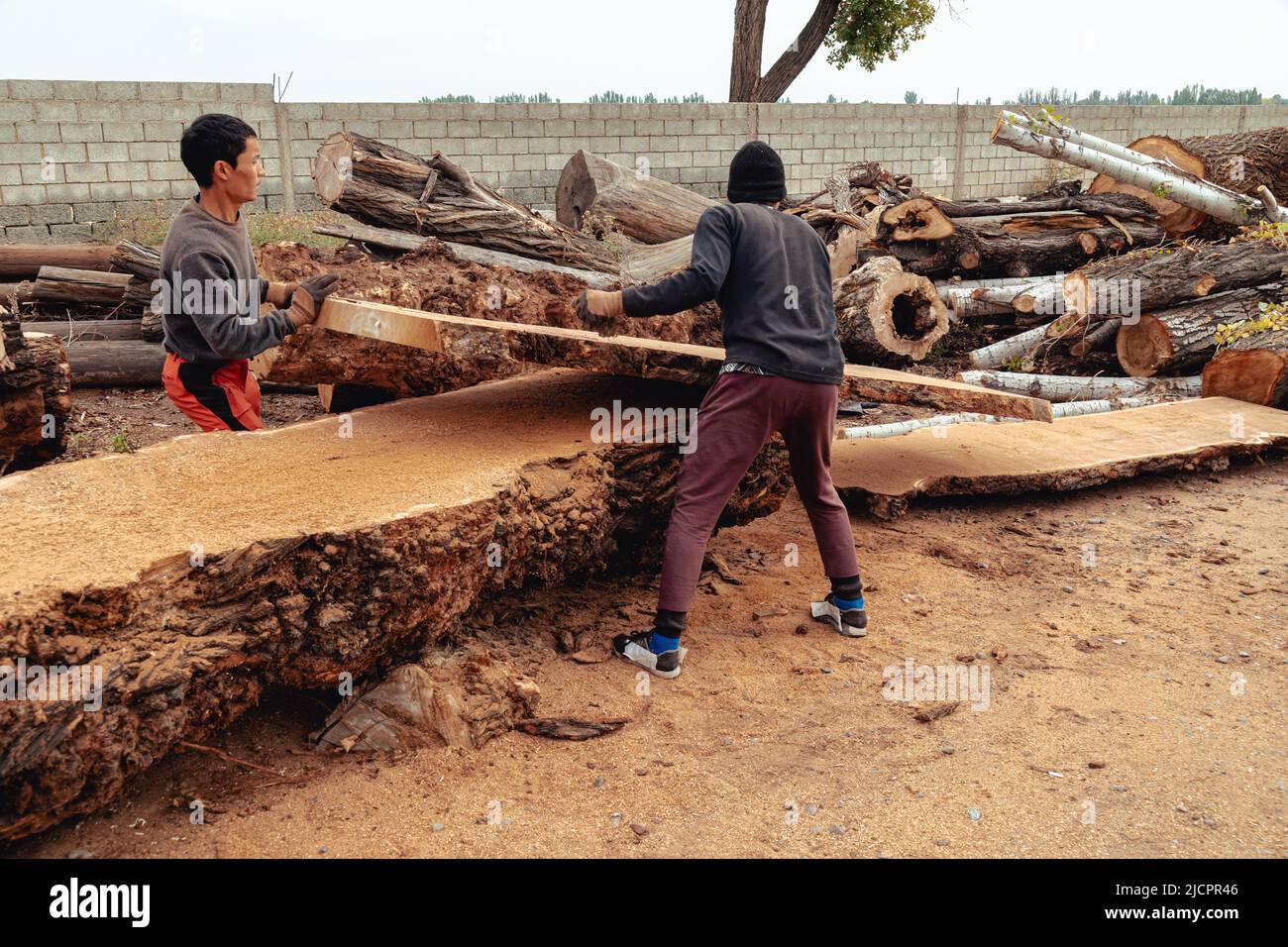 Lumberjack moving cut tree trunk in the sawmill. Wood production Stock ...
