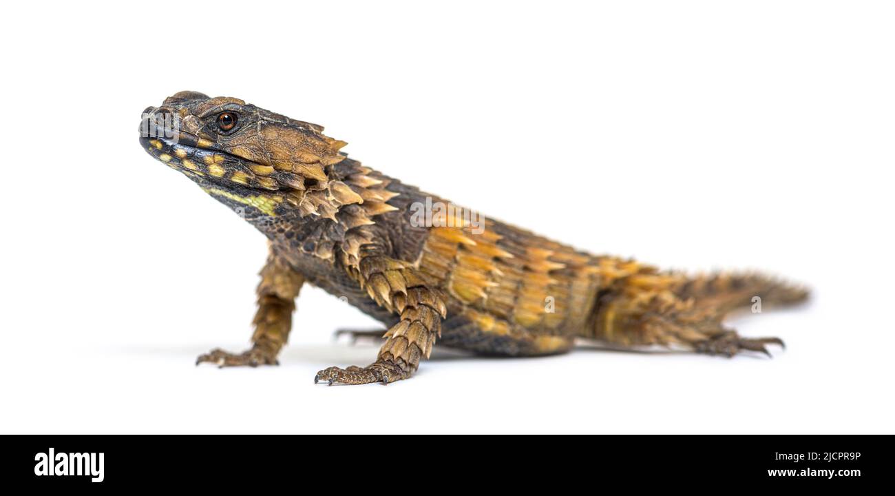 armadillo girdled lizard pet