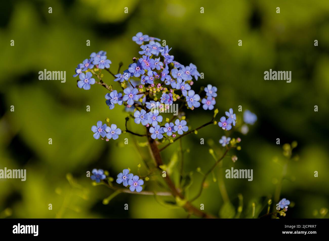 Blue flowers of the forget me not, also called Myosotis decumbens or Vergissmeinnicht Stock Photo