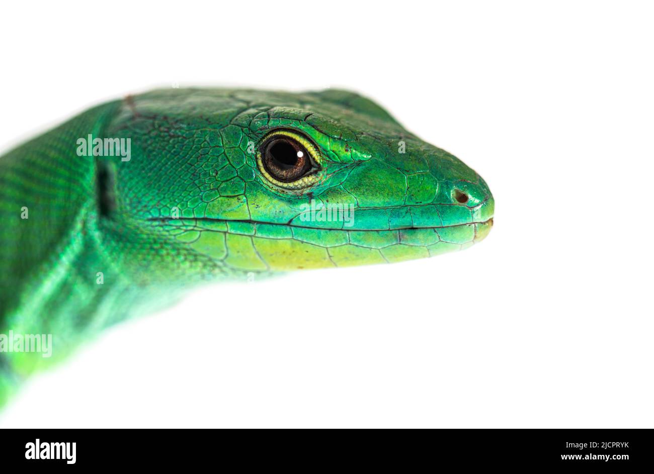 Head shot of Green keel-bellied lizard, Gastropholis prasina, isolated on white Stock Photo