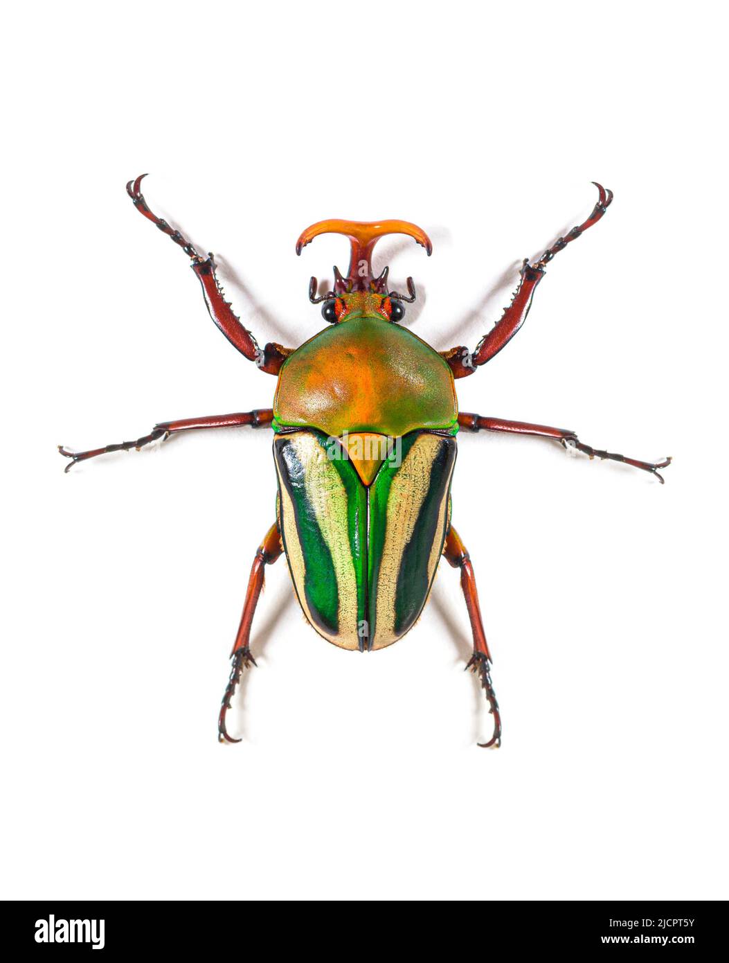 High view of Flamboyant flower beetle, Eudicella gralli species, Stock Photo