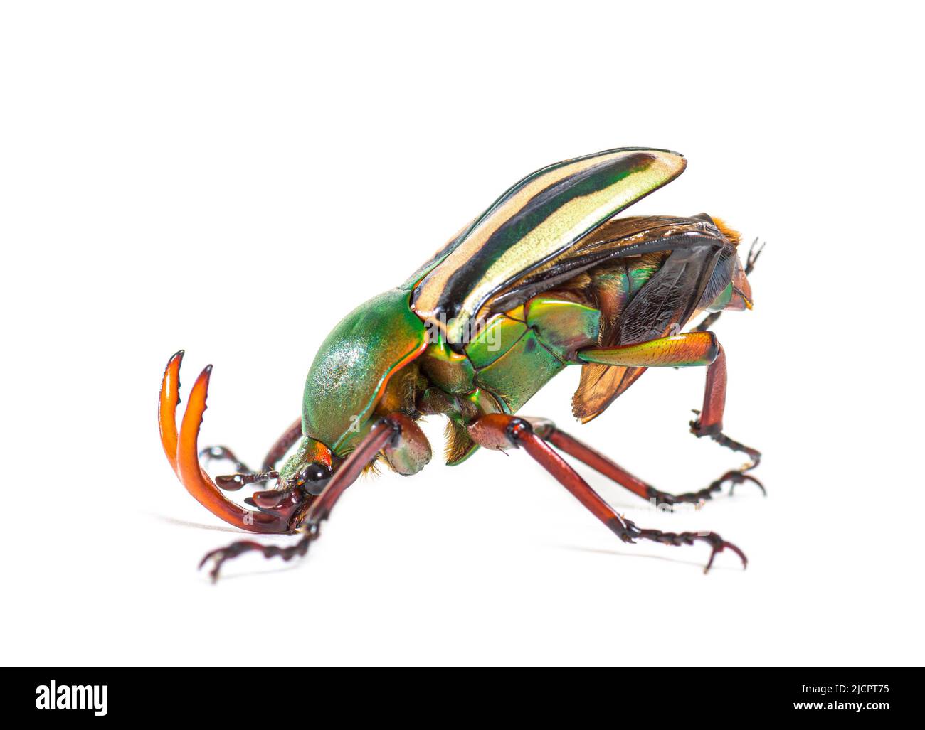 Eudicella gralli hi-res stock photography and images - Alamy