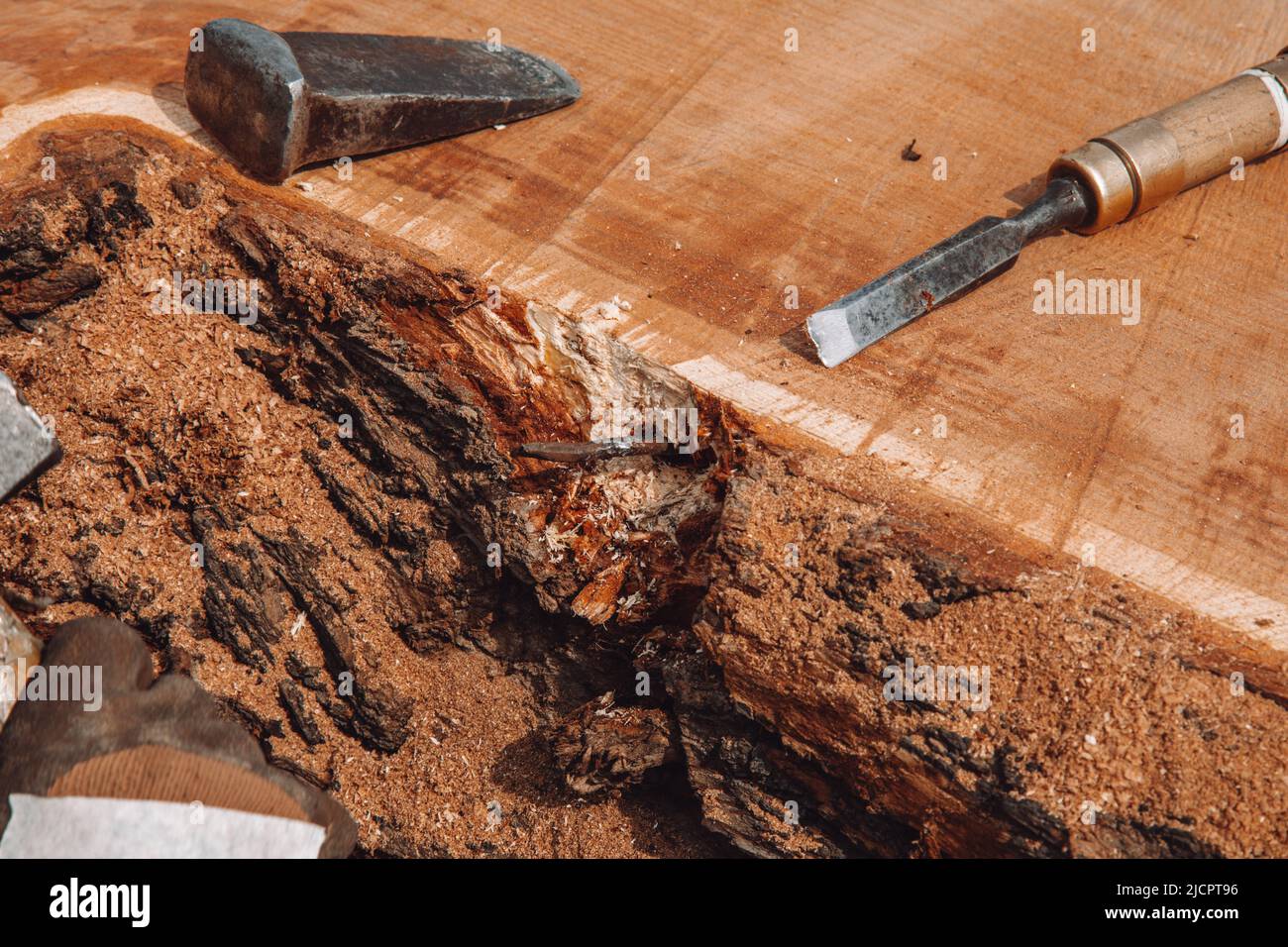 Closeup of carpenter removing the metal object with pliers from the tree trunk. Process of making a craft resin and wood table Stock Photo