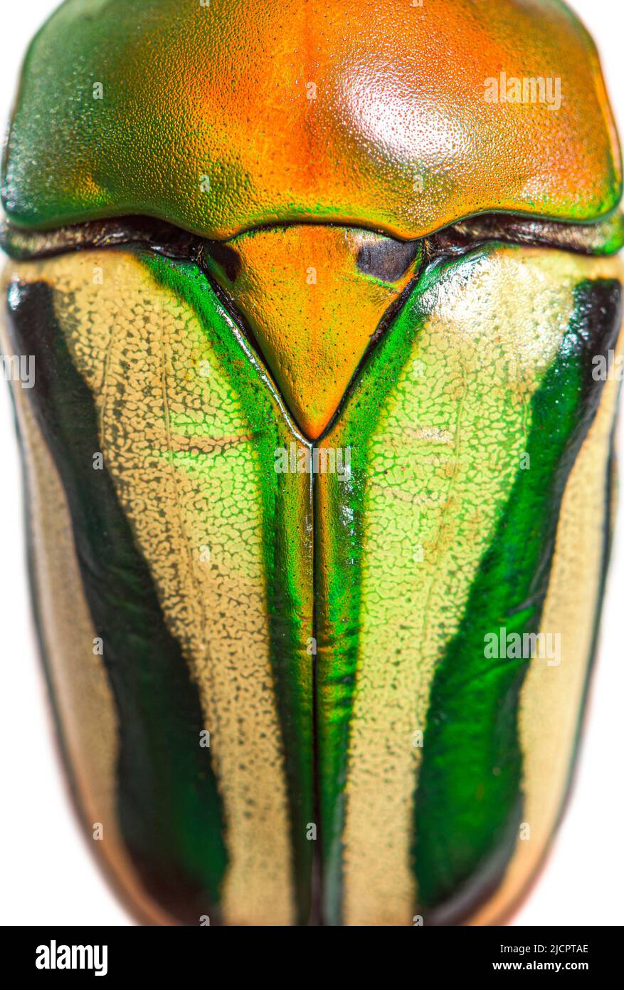 Detail of Flamboyant flower beetle shell, Eudicella gralli species Stock Photo