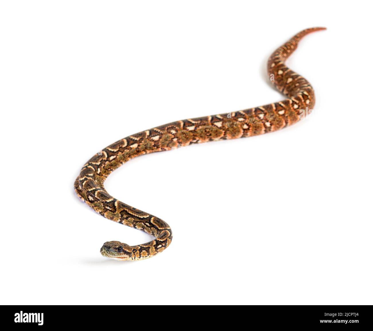 Young Madagascar tree boa, Sanzinia madagascariensis Stock Photo - Alamy
