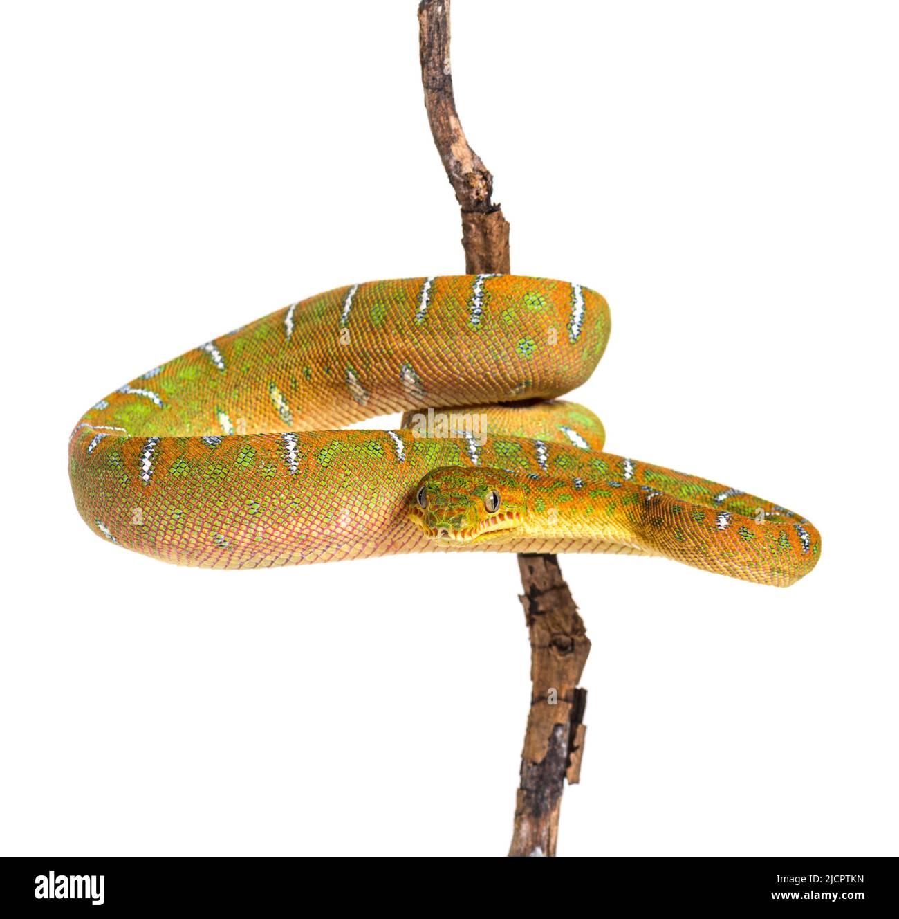 Juvenile Emerald tree boa, hanging and wrapped around a branch Stock Photo