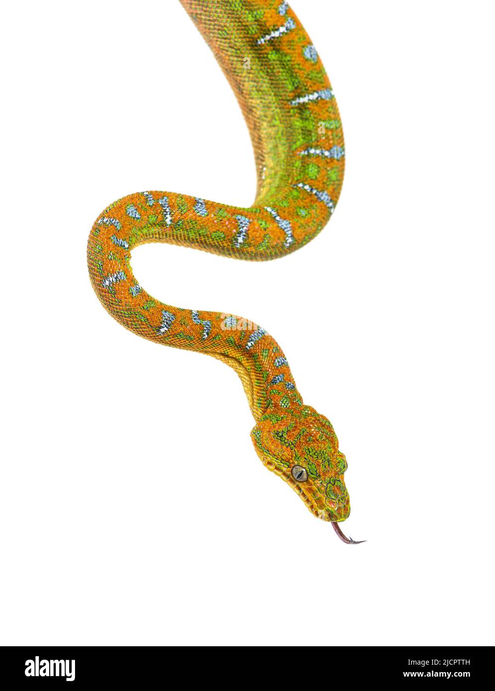 Emerald tree boa boa corallus hi-res stock photography and images - Alamy