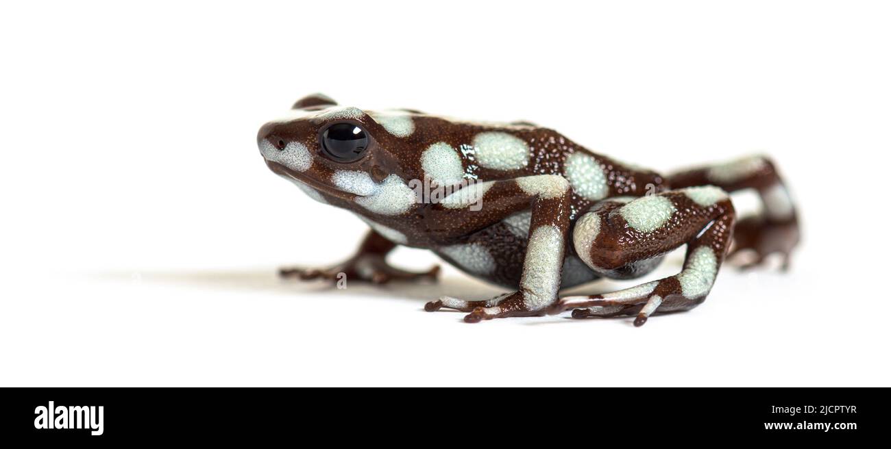 Maranon poison frog; dendro, Excidobates mysteriosus Stock Photo