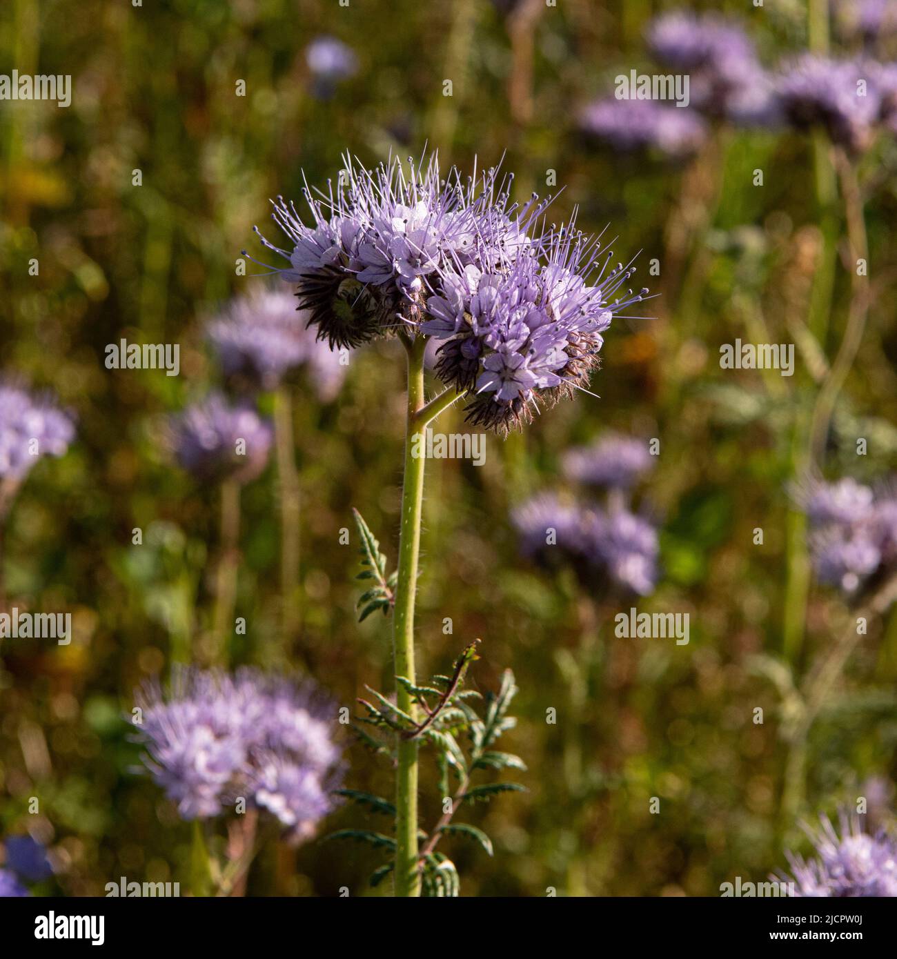 Cornwall, UK, 15/06/2022, Cornish fields growing Phacelia, listed as one of the top 20 honey-producing flowers for honeybees Credit: kathleen white/Alamy Live News Stock Photo
