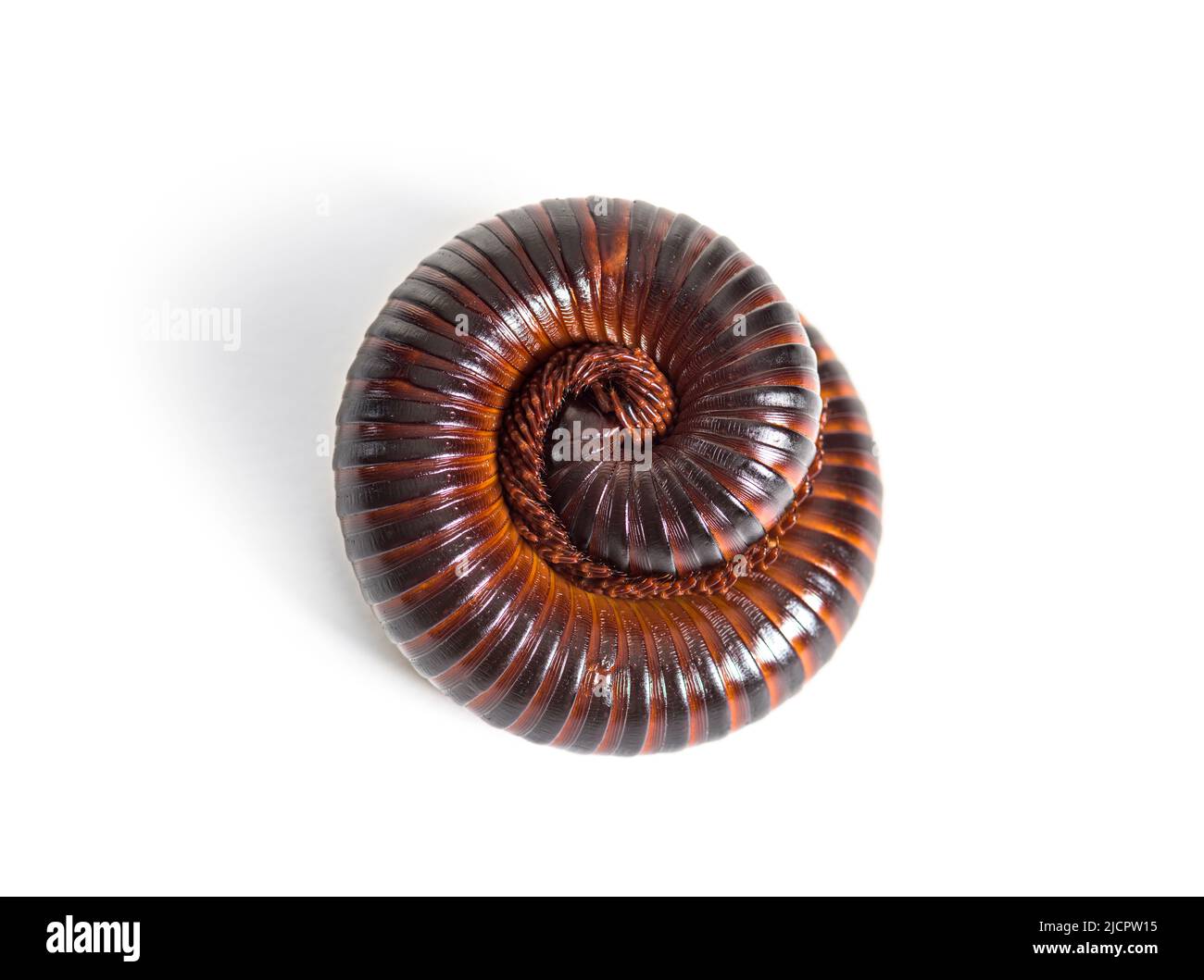 Giant African millipede rolled up in defence position, Archispirostreptus  gigas Stock Photo - Alamy, image size:1300x1059