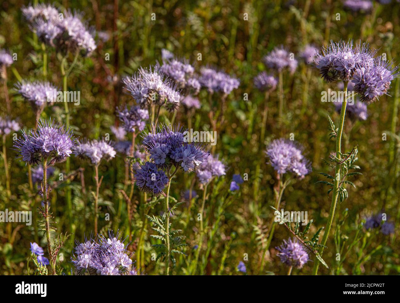 Cornwall, UK, 15/06/2022, Cornish fields growing Phacelia, listed as one of the top 20 honey-producing flowers for honeybees Credit: kathleen white/Alamy Live News Stock Photo