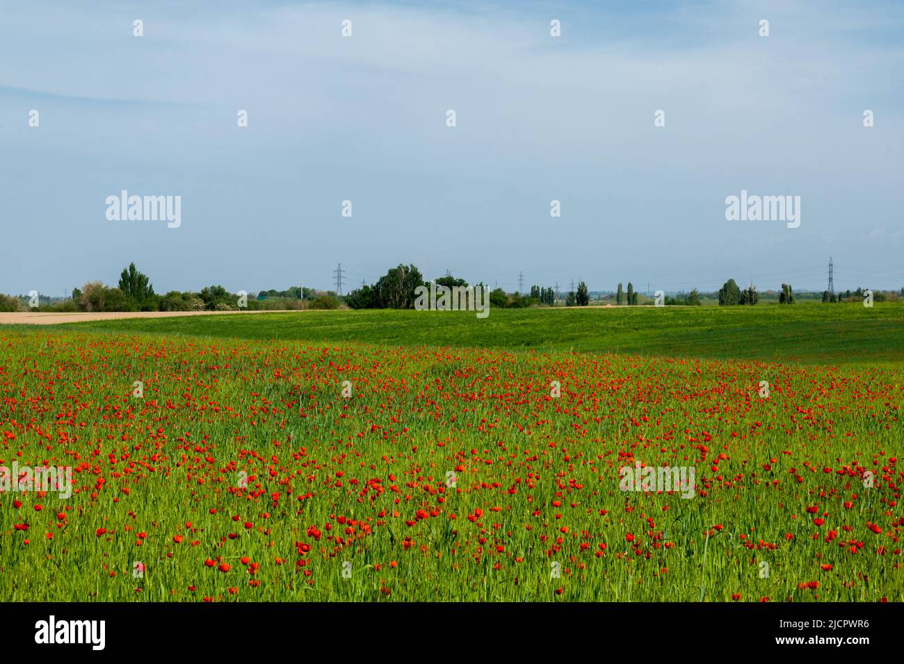 Field of red poppy flowers Stock Photo - Alamy