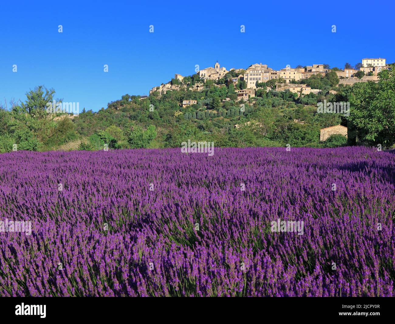 France Vaucluse Gordes, lavender field in front of the village labelled Stock Photo
