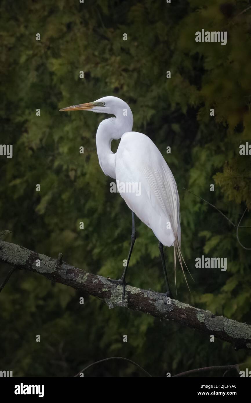 A great white egret that I photographed perched on a branch in the Kangaroo Lake wildlife preserve near Baileys Harbor in Door County Wisconsin. Stock Photo