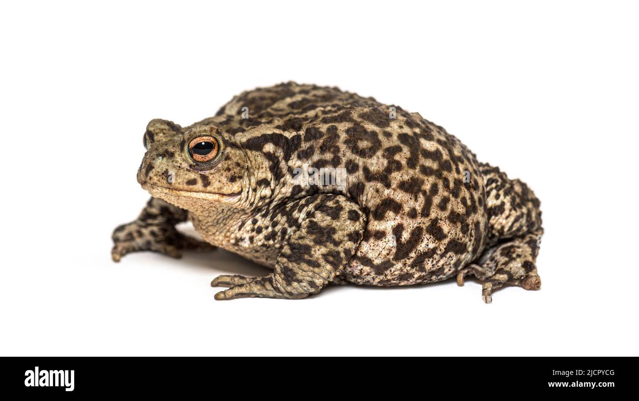 European common toad, Bufo bufo, isolated on white Stock Photo