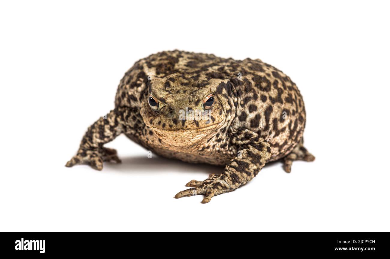 European common toad, Bufo bufo, isolated on white Stock Photo