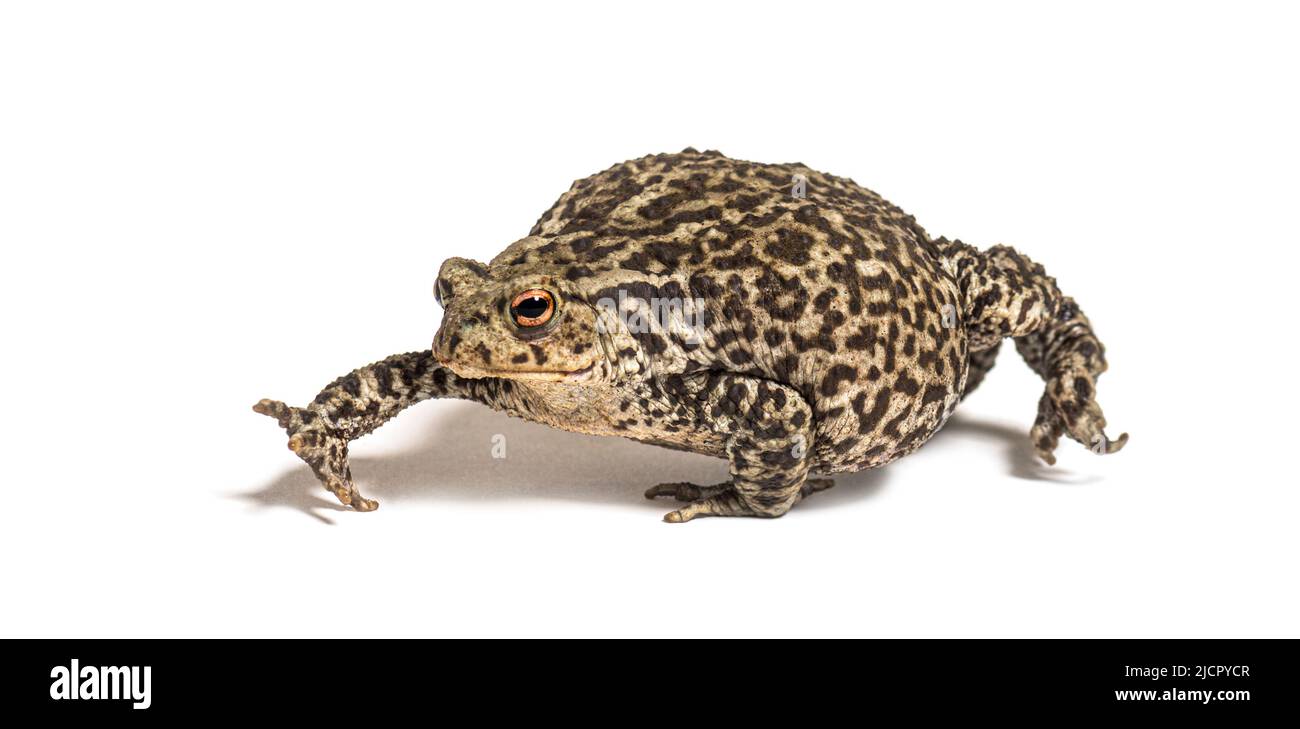 European common toad walking, Bufo bufo, isolated on white Stock Photo