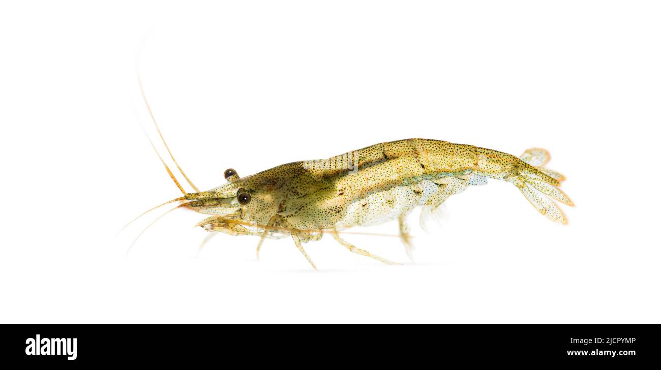 Atyaephyra desmaresti, Caridine, freshwater shrimp, isolated on white