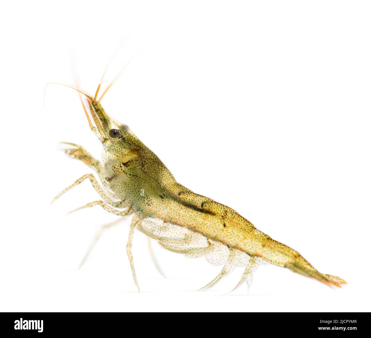 Atyaephyra desmaresti, Caridine, freshwater shrimp, isolated on white