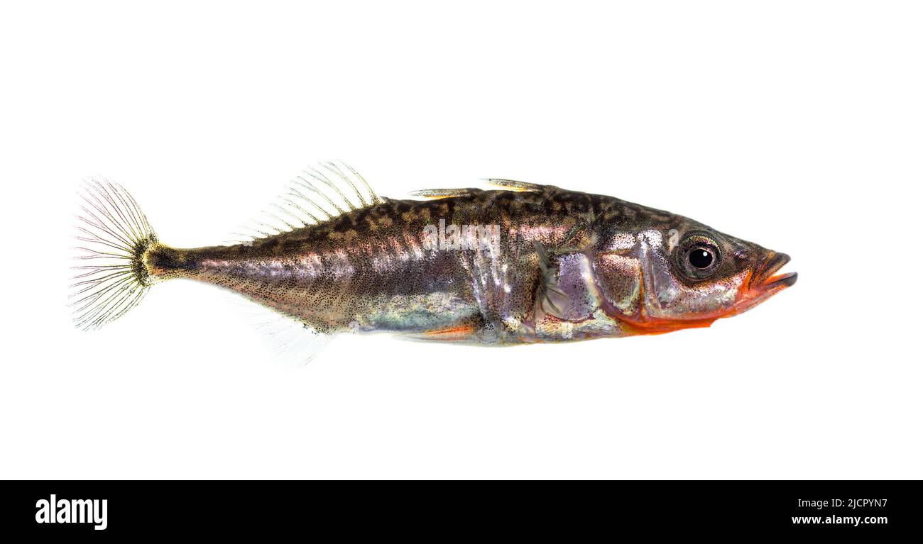 Three-spined stickleback, Gasterosteus aculeatus, isolated on white Stock Photo